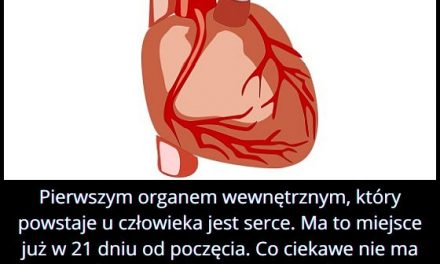 Który organ u
  człowieka powstaje pierwszy?