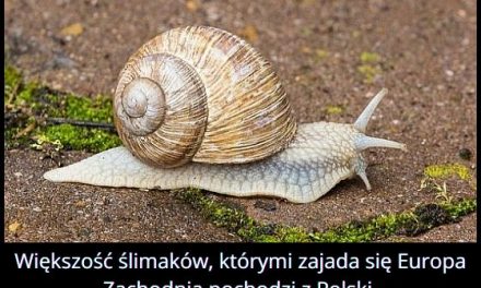 Skąd pochodzi
  większość ślimaków zjadanych w Europie Zachodniej?