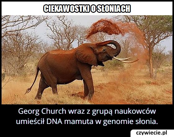 W genomie
  jakiego zwierzęcia umieszczono DNA mamuta?