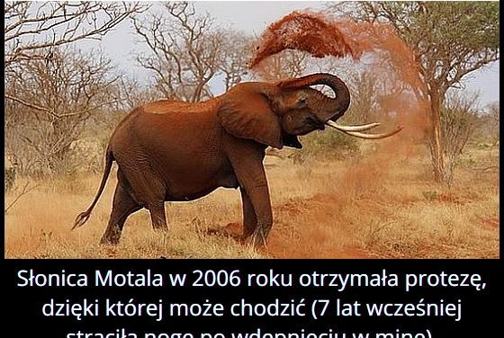 Co w 2006 roku otrzymała słonica Motala?