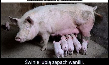 Jaki zapach lubią świnie?