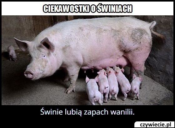 Jaki zapach lubią świnie?