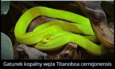Jaką długość miał wąż Titanoboa cerrejonensis?