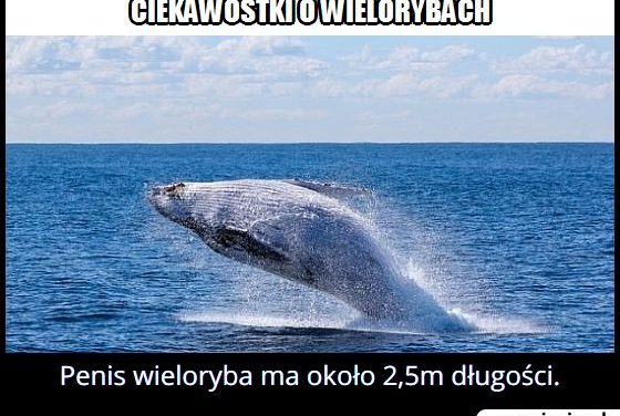 Jakiej wielkości jest penis wieloryba?