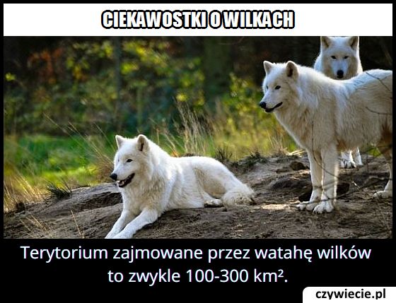Jakiej wielkości terytorium zajmuje wataha wilków?