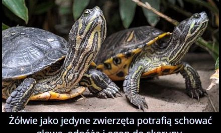 Tylko żółwie potrafią schować głowę, odnóża i ogon do skorupy?