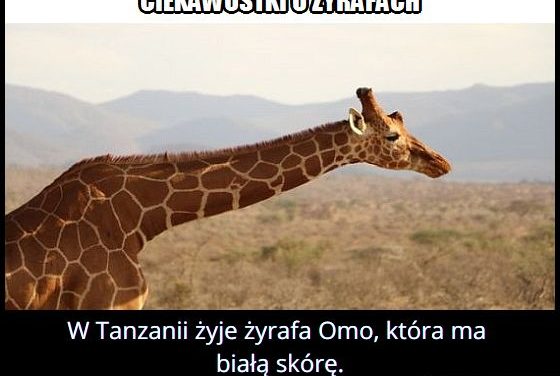 W którym kraju
  występuje żyrafa Omo mająca białą skórę?