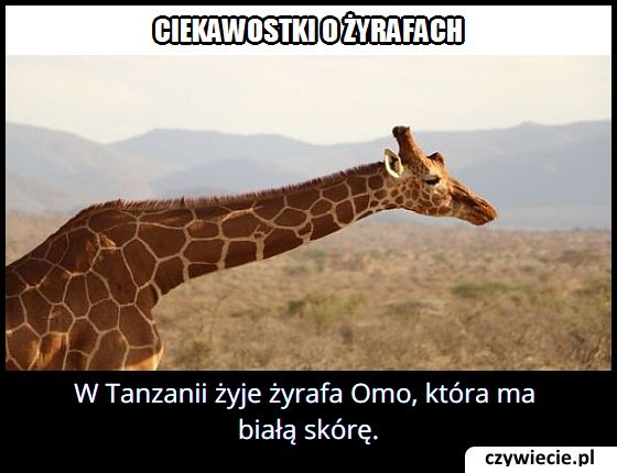 W którym kraju
  występuje żyrafa Omo mająca białą skórę?