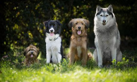 Ile ważą najpopularniejsze rasy psów?