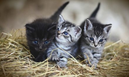 Ile żyją najpopularniejsze rasy kotów?