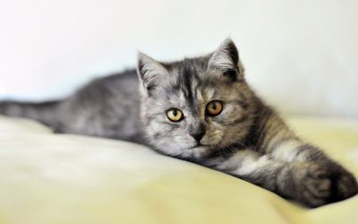 Ile kosztują najpopularniejsze rasy kotów?