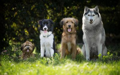 Ile żyją najpopularniejsze rasy psów?