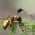 Grzyby zombie istnieją naprawdę! Jak kordyceps przejmuje kontrolę nad owadami?