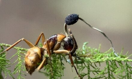 Grzyby zombie istnieją naprawdę! Jak kordyceps przejmuje kontrolę nad owadami?